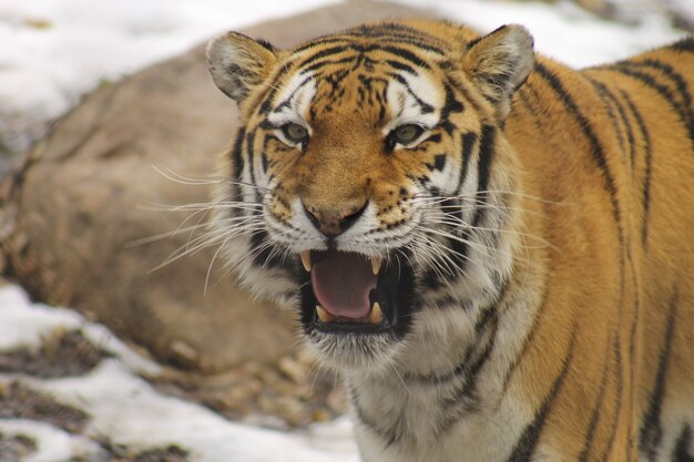 Closeup shot of a Siberian tiger in the zoo