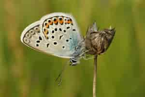 Free photo closeup shot of a silver-studded blue butterfly, plebejus argus on a plant