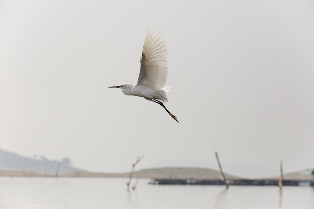 澄んだ空と湖の上を飛んでいる単一のカツオドリのクローズアップショット