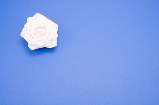 Closeup shot of a single pink rose isolated on a blue background with copy space