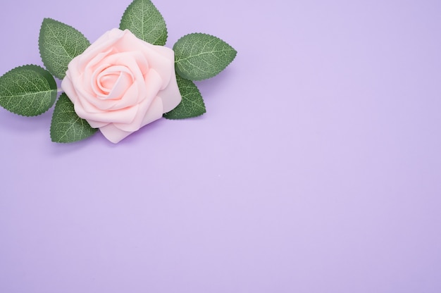 Closeup shot of a single pink rose isolated on a purple background with copy space