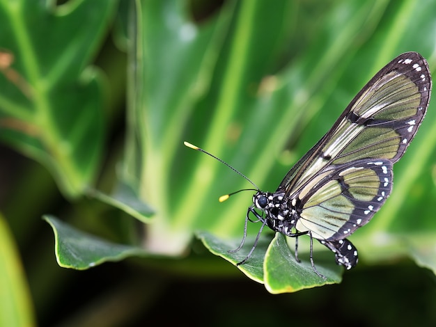 Closeup shot of a siting on a green plant