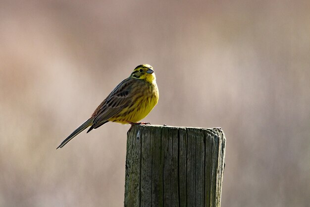 Closeup shot of a small bird perching on dry wood