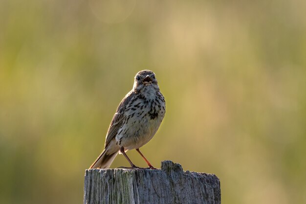 Closeup shot of a small bird sitting on a piece of dry wood behind a green
