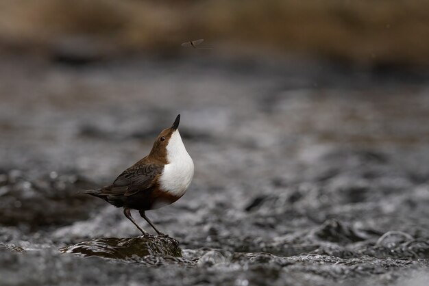 Снимок маленькой птички на мокрой земле крупным планом - идеально подходит для фона
