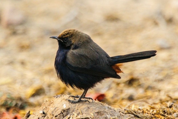 Closeup shot of a small black bird standing on the rock