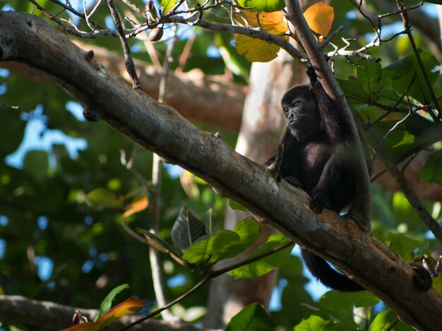 Closeup shot of a small black monkey resting a tree branch in a forest
