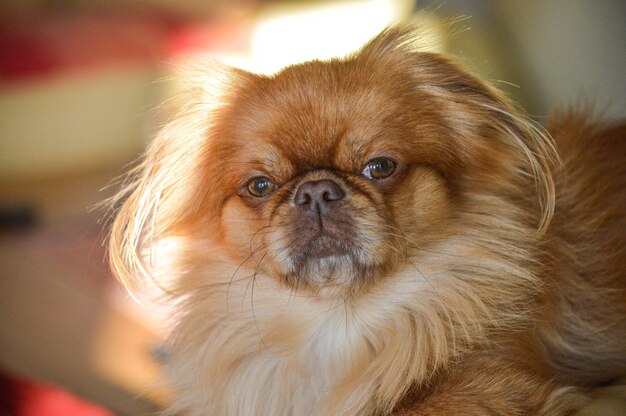 Closeup shot of a small brown lion dog