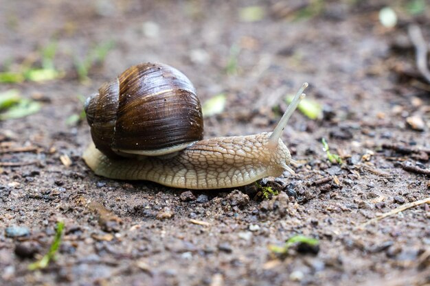 Closeup shot of a small brown snail on soil