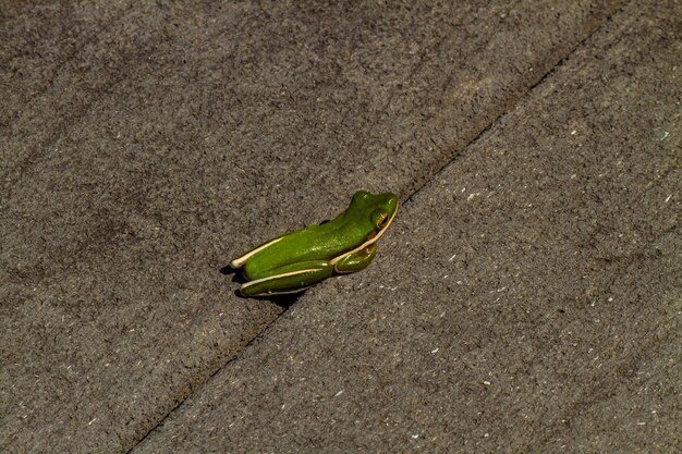 Closeup shot of a small green frog on the ground