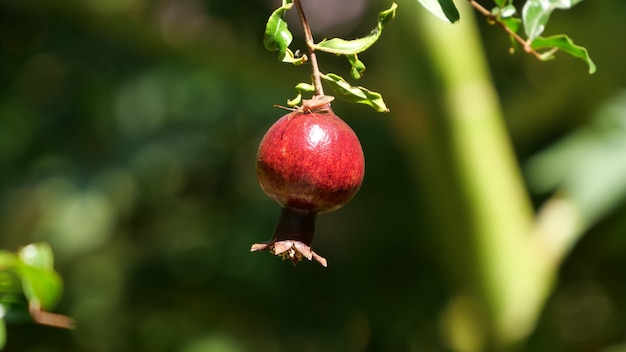 Closeup shot of a small growing pomegranate