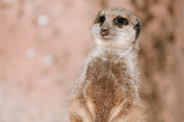 Closeup shot of a small meerkat