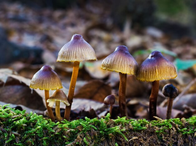 Closeup shot of small mushrooms in a forest of chestnut trees