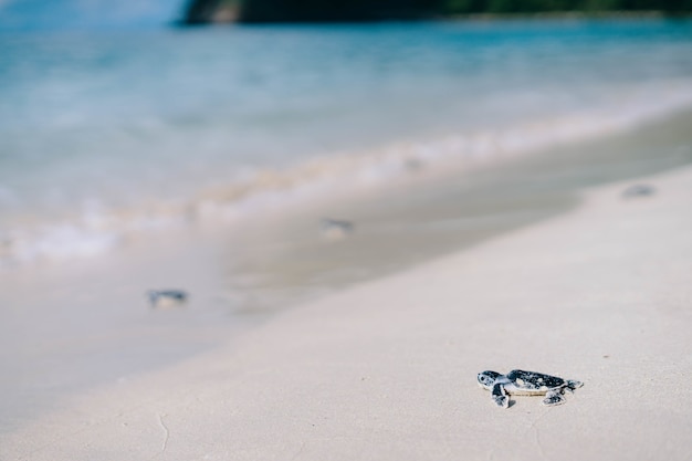 Снимок крупным планом маленькой морской черепахи на пляже