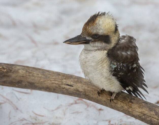 Closeup shot of a small seabird sitting on a branch