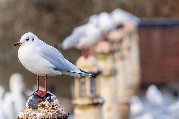 Closeup shot of a small seagull on a pole near the lake