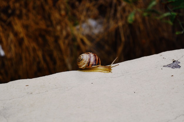Closeup shot of a small snail with a brown shell gliding on the tip of a stone