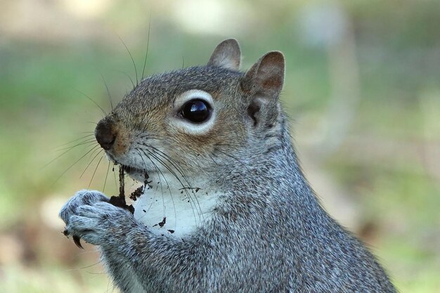 Closeup shot of a small squirrel eating