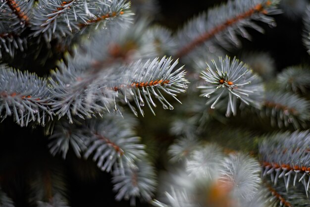 Closeup shot of small water droplets on pine branches
