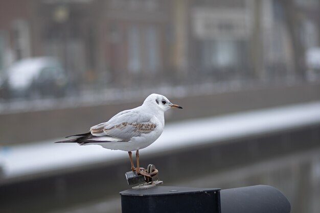 Closeup shot of a small white bird standing on a piece of metal during daytime