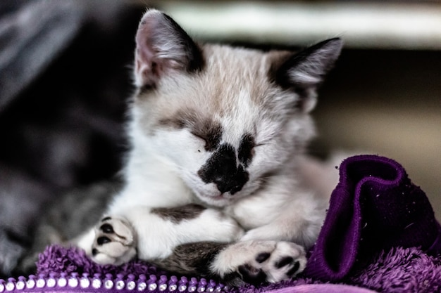 Closeup shot of a small white cat with closed eyes