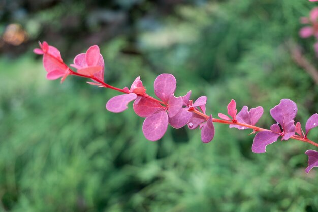 Closeup shot of smoketree with beautiful red leaves on a blurred