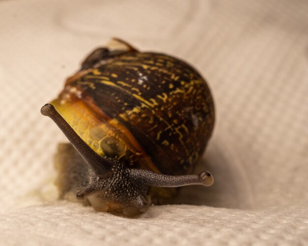 Closeup shot of snail on a cloth