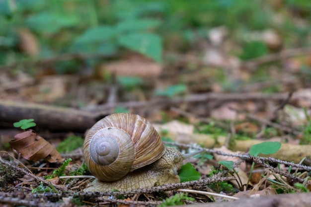 Closeup shot of a snail on the ground covered with a lot of dry leaves