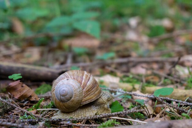 多くの乾燥した葉で覆われた地面にカタツムリのクローズアップショット