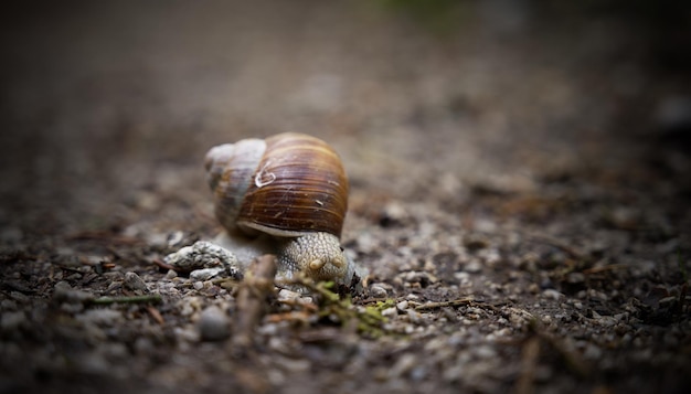 Closeup shot of a snail on the ground during daytime