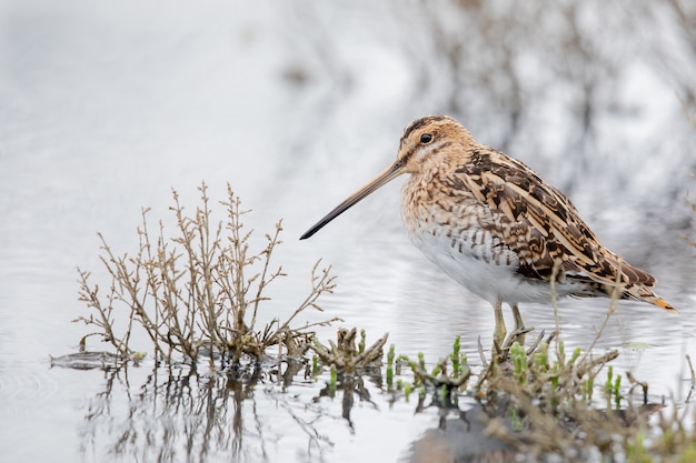 Closeup shot of a snipe with a long beak on the grass surrounded by water