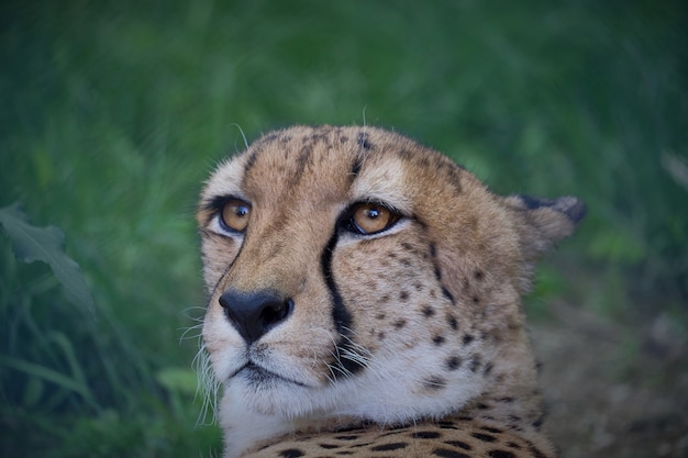 Closeup shot of the snout of a cheetah with blurred