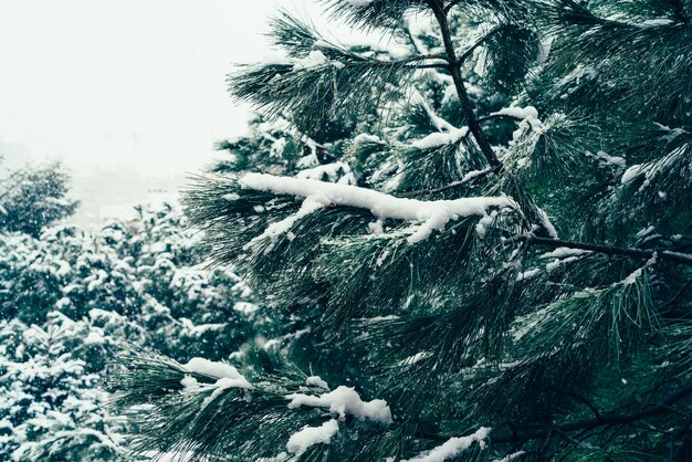 Closeup shot of a snowy pine