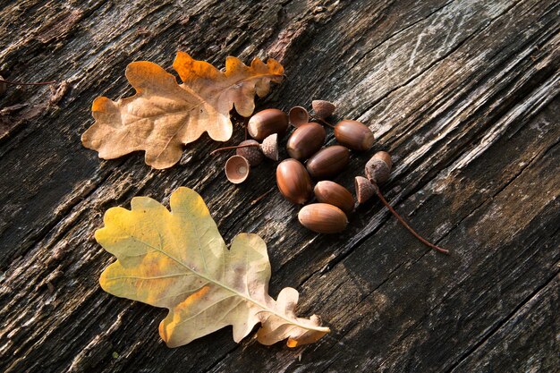 Closeup shot of some acorns next to two dry leaves put on a piece of wood