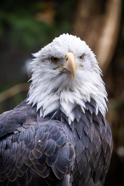 Foto gratuita colpo del primo piano di un'aquila calva del sud nella foresta