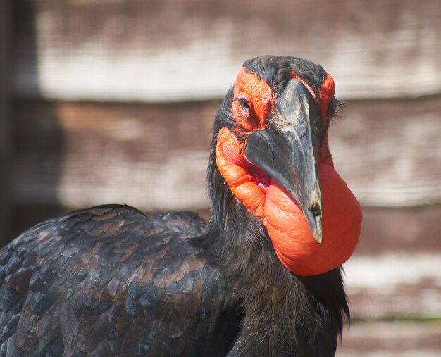 Closeup shot of a Southern ground hornbill bird