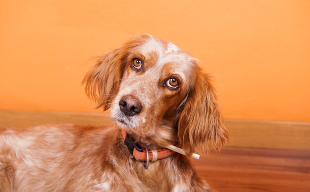 Closeup shot of a spaniel with a curious expression lying on the floor under the lights