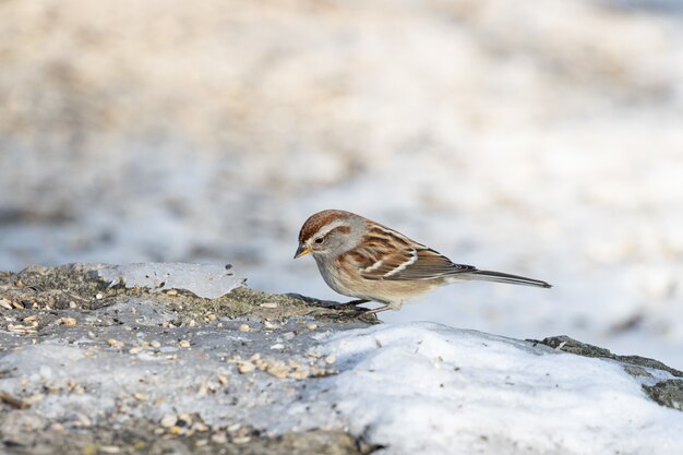 Closeup shot of a sparrow bird standing on a rock full of seeds