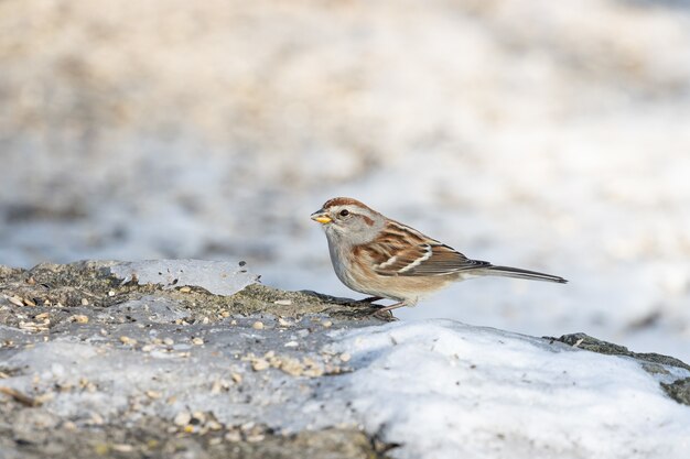 種子でいっぱいの岩の上に立っているスズメの鳥のクローズアップショット