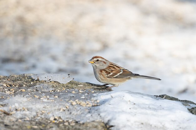 Closeup shot of a sparrow bird standing on a rock full of seeds