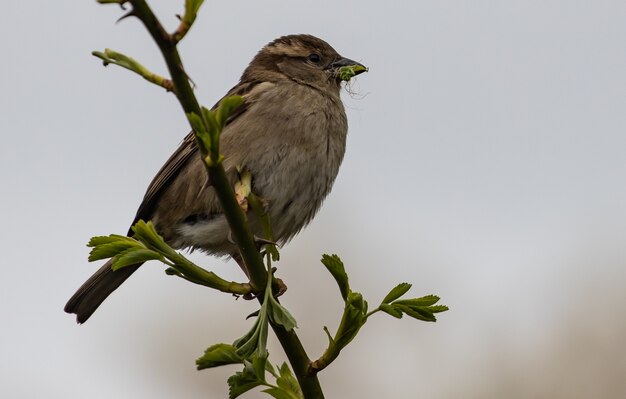 Closeup shot of a sparrow perched on a branch