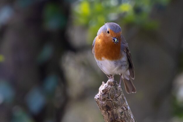 Closeup shot of a sparrow perched on a branch