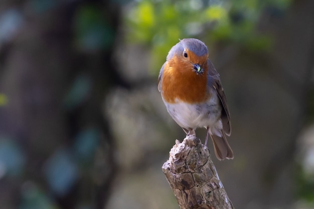 Closeup shot of a sparrow perched on a branch