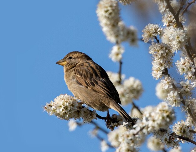 Closeup shot of a sparrow perched on a branch