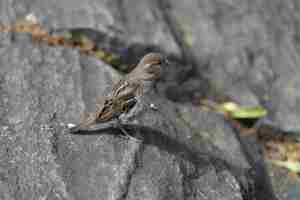 Free photo closeup shot of a sparrow standing on a big stone