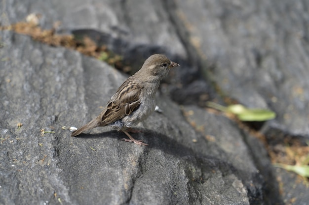 Closeup shot of a sparrow standing on a big stone