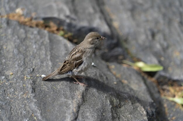 Closeup shot of a sparrow standing on a big stone