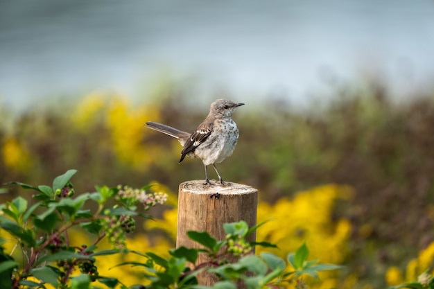 Free photo closeup shot of a sparrow on a tree log