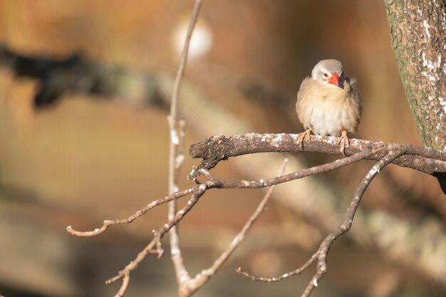 Closeup shot of sparrow with red beak perched on a tree branch