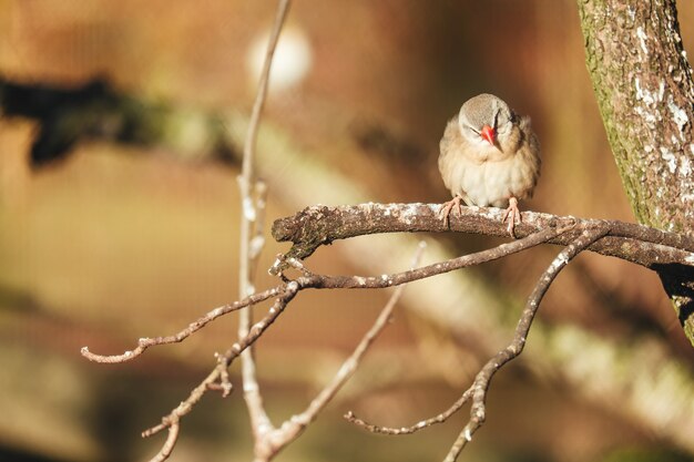 Closeup shot of sparrow with red beak perched on a tree branch